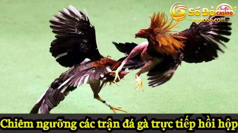 Chiêm ngưỡng các trận đá gà trực tiếp hồi hộp