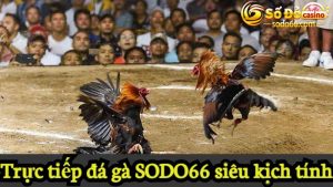 Trực tiếp đá gà SODO66