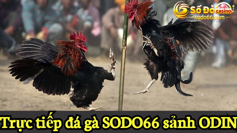 Trực tiếp đá gà SODO66 sảnh ODIN