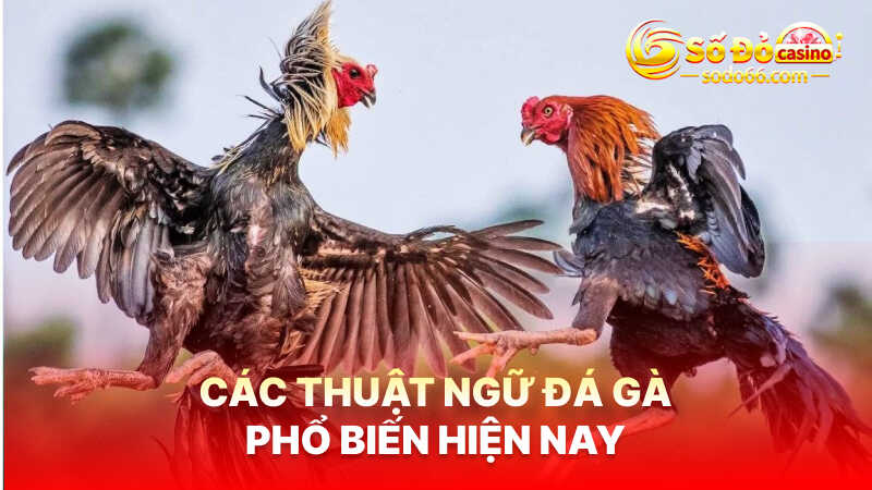 Các thuật ngữ đá gà phổ biến hiện nay