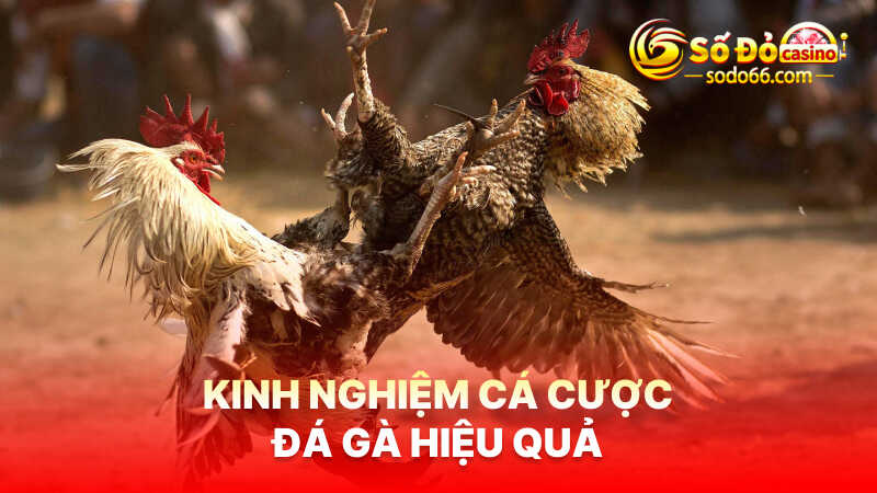 Kinh nghiệm cá cược đá gà hiệu quả