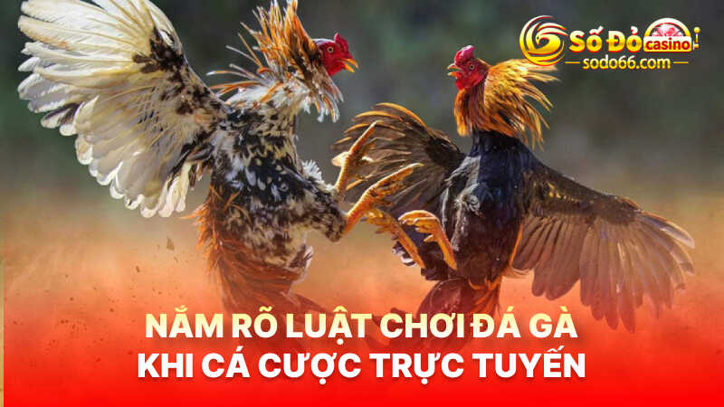 Nắm rõ luật chơi đá gà khi cá cược trực tuyến